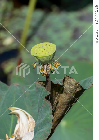 seed of lotus flower in the nature. seed of lotus flower in the nature. 33474126