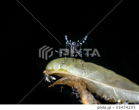 Close-up of a mosquito are spawning on dark water. 33474235