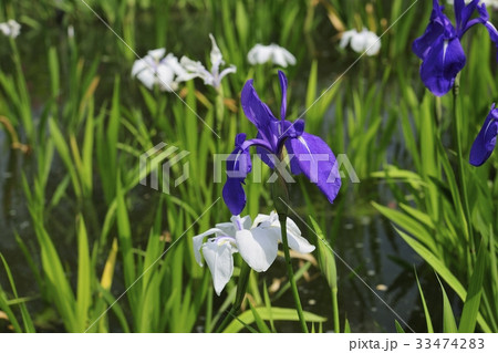 花花菖蒲 水辺の貴婦人 城北菖蒲園 城北公園 旭区 大阪市の写真素材