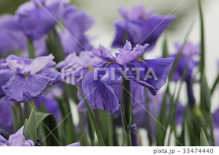 花菖蒲 水辺の貴婦人 白鷺菖蒲園 白鷺公園 堺氏 大阪府の写真素材