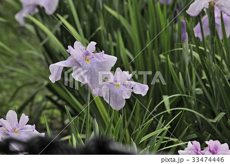 花菖蒲 水辺の貴婦人 白鷺菖蒲園 白鷺公園 堺氏 大阪府の写真素材