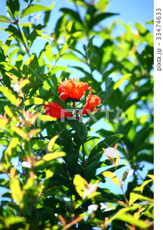 果物 ザクロの花の写真素材