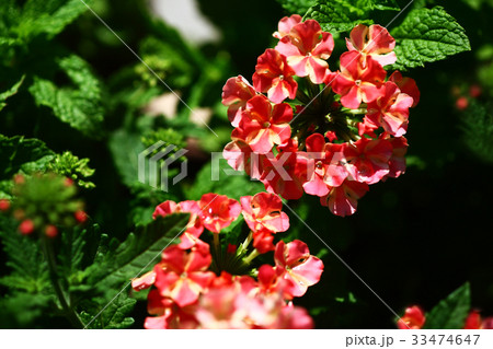 バーベナ　赤い花 33474647