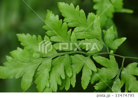 自然 植物 カニクサ、蔓性の羊歯。葉には栄養葉と胞子葉がありこちらは典型的な栄養葉 自然 植物 カニクサ、蔓性の羊歯。葉には栄養葉と胞子葉がありこちらは典型的な栄養葉 33474795