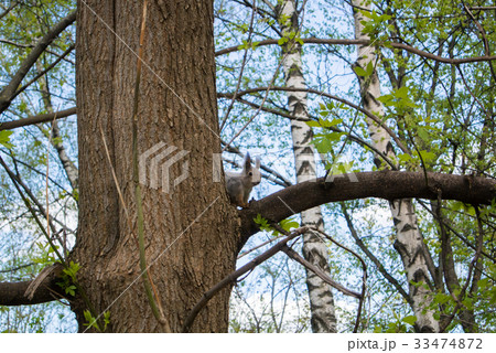 Squirrel on the tree at the city forest park Squirrel on the tree at the city forest park 33474872