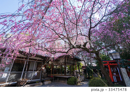 京都 水火天満宮の桜 京都 水火天満宮の桜 33475478