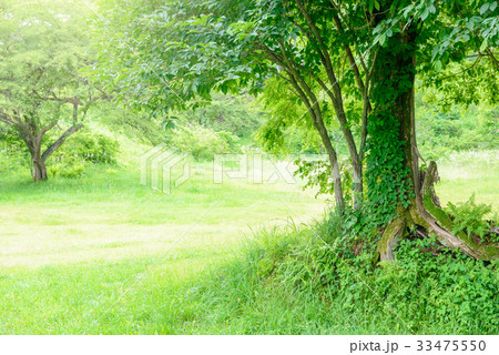 公園の樹木 公園の樹木 33475550