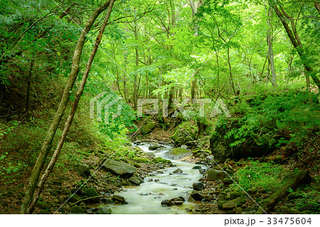 森の渓流、長野県、上田市、角間渓谷。 33475604