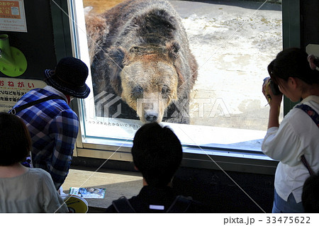 釧路市動物園のヒグマ 33475622
