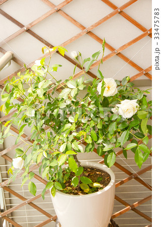 鉢植えのアイスバーグ 33475783