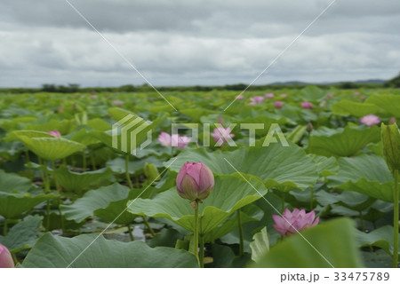 伊豆沼・はすまつり(宮城県) 伊豆沼・はすまつり(宮城県) 33475789