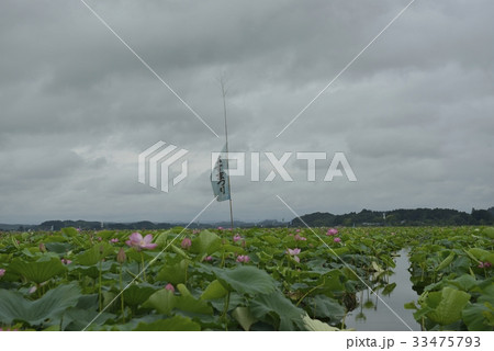 伊豆沼・はすまつり（宮城県） 33475793