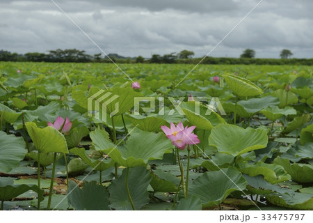 伊豆沼・はすまつり(宮城県) 伊豆沼・はすまつり(宮城県) 33475797
