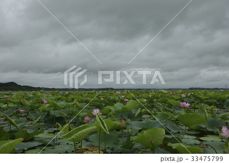 伊豆沼・はすまつり（宮城県） 33475799