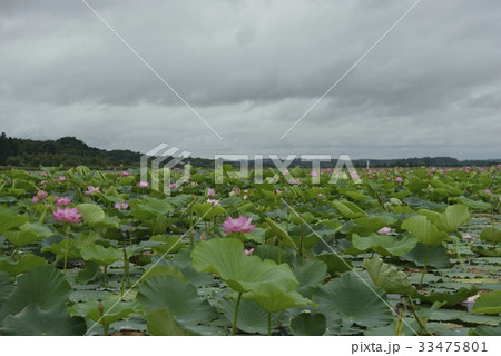 伊豆沼・はすまつり（宮城県） 33475801
