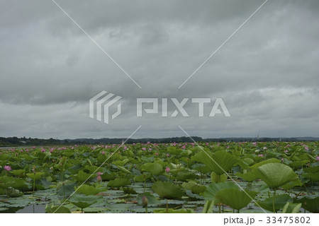 伊豆沼・はすまつり(宮城県) 伊豆沼・はすまつり(宮城県) 33475802