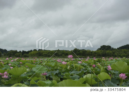 伊豆沼・はすまつり（宮城県） 33475804