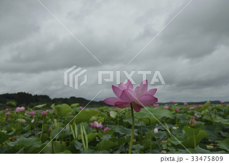 伊豆沼・はすまつり(宮城県) 伊豆沼・はすまつり(宮城県) 33475809