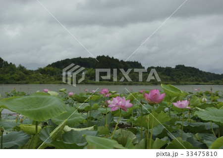 伊豆沼・はすまつり(宮城県) 伊豆沼・はすまつり(宮城県) 33475810