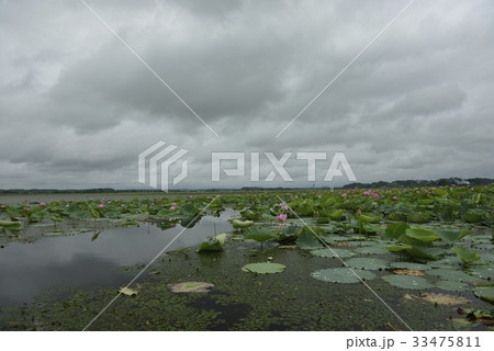 伊豆沼・はすまつり（宮城県） 33475811