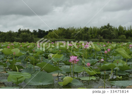 伊豆沼・はすまつり(宮城県) 伊豆沼・はすまつり(宮城県) 33475814