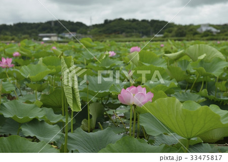 伊豆沼・はすまつり（宮城県） 33475817