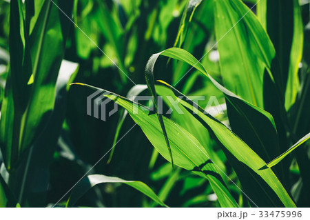 Beautiful corn field on blue sky background Beautiful corn field on blue sky background 33475996