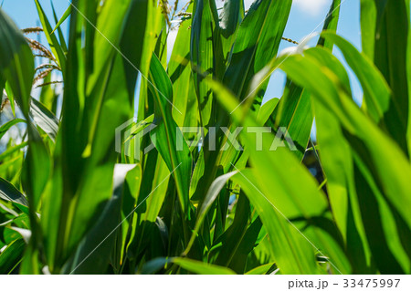 Beautiful corn field on blue sky background 33475997
