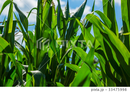 Beautiful corn field on blue sky background 33475998