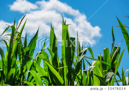 Beautiful corn field on blue sky background 33476014