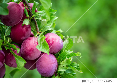 Beautiful background of the red ripe plums on tree Beautiful background of the red ripe plums on tree 33476051