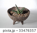 多肉植物　ガステリア　臥牛 33476357