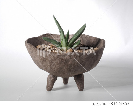 多肉植物　ガステリア　臥牛 33476358