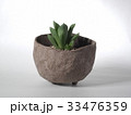 多肉植物　ハオルチア 33476359