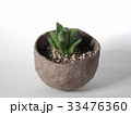 多肉植物　ハオルチア 33476360