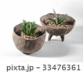 多肉植物　ハオルチア　ガステリア　臥牛 33476361
