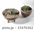 多肉植物　ハオルチア　ガステリア　臥牛 33476362