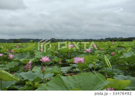 長沼・はすまつり（宮城県） 33476492