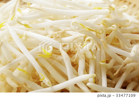 もやし もやし 33477109