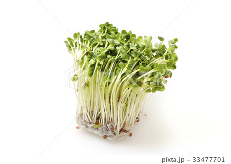 カイワレダイコン カイワレダイコン 33477701