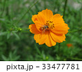キバナコスモスとミツバチ１ 33477781