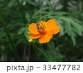 キバナコスモスとミツバチ２ 33477782
