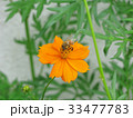 キバナコスモスとミツバチ３ 33477783