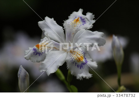 シャガの花 33478732