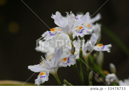 シャガの花 33478733