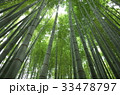 鎌倉　報国寺　竹の寺 33478797