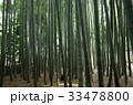 鎌倉　報国寺　竹の寺 33478800