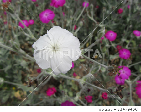 スイセンノウの白い花 33479406