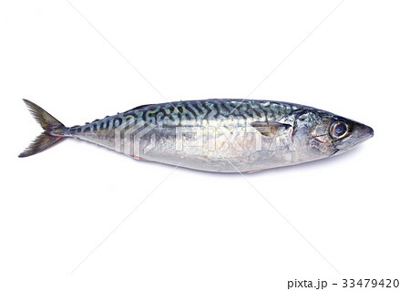 生サバ 生サバ 33479420
