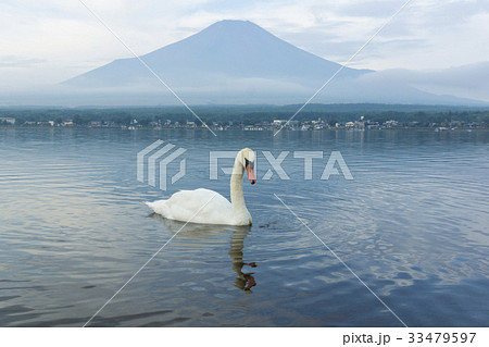 白鳥 スワン ハクチョウ 33479597